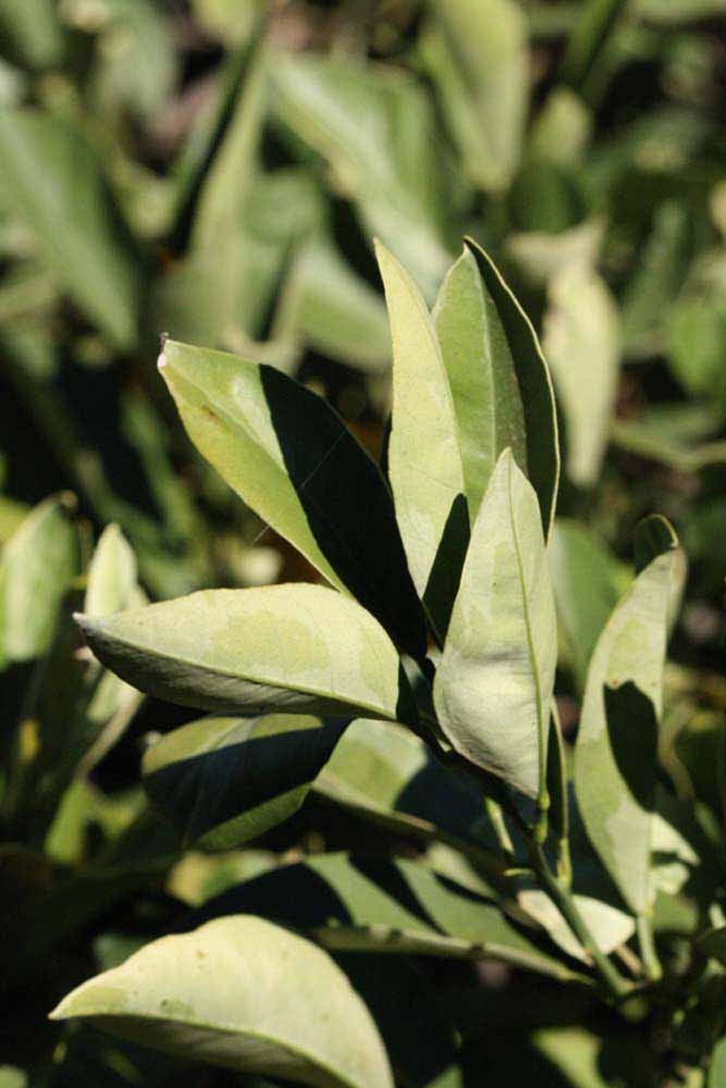            Sun leaves (Riverside, CA)   